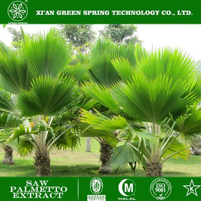 Saw Palmetto Extract